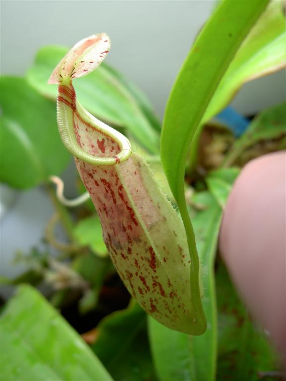 Nepenthes rafflesiana x veitchii 1